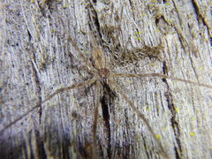 Tamopsis fickerti