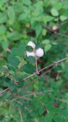 Symphoricarpos microphyllus