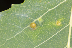 Harmandiola tremulae