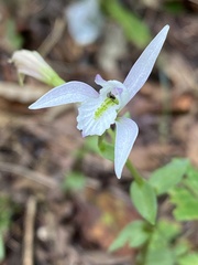 Triphora trianthophoros