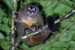 Aotus lemurinus