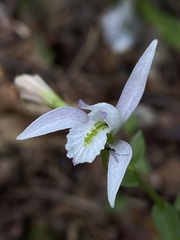 Triphora trianthophoros