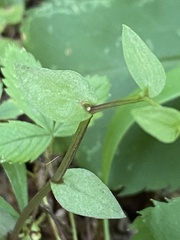 Triphora trianthophoros