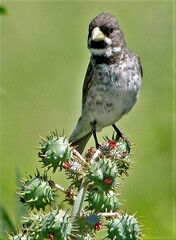 Sporophila caerulescens
