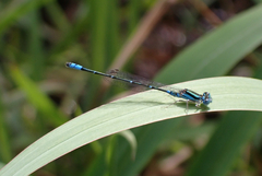 Austroagrion watsoni