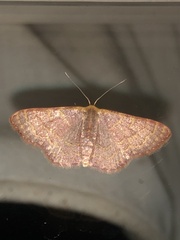 Leptostales pannaria