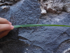 Poaceae
