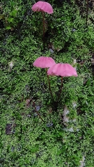 Marasmius haematocephalus