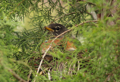 Turdus migratorius