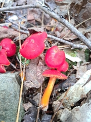 Hygrocybe punicea