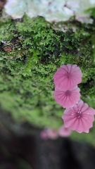 Marasmius haematocephalus