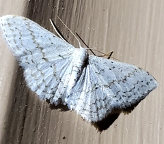 Idaea tacturata