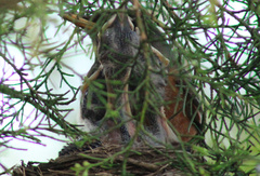 Turdus migratorius