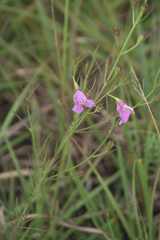 Agalinis aspera