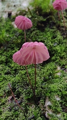 Marasmius haematocephalus