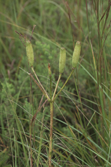 Lilium philadelphicum