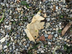 Chondracanthus exasperatus