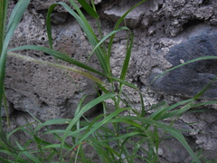 Poaceae