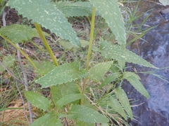 Senecio triangularis