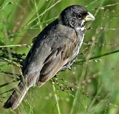 Sporophila caerulescens