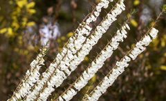 Epacris
