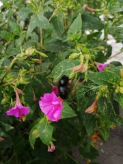 Xylocopa fimbriata