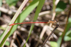Argiocnemis rubescens