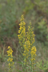 Solidago speciosa
