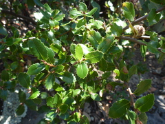 Quercus wislizeni