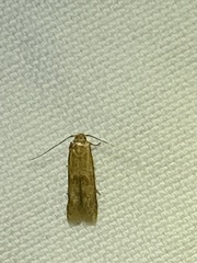 Pigritia