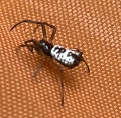 Micrathena mitrata