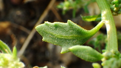 Oxybasis glauca salina
