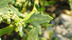 Oxybasis glauca salina