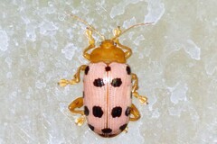 Podontia quatuordecimpunctata