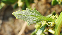 Oxybasis glauca salina