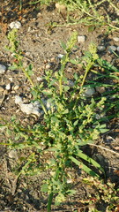 Oxybasis glauca salina