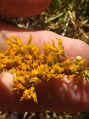 Chrysothamnus viscidiflorus