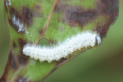 Macremphytus tarsatus