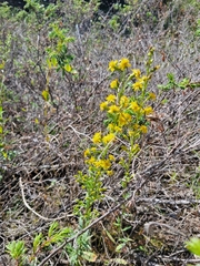 Solidago hispida