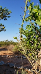 Cylindropuntia leptocaulis