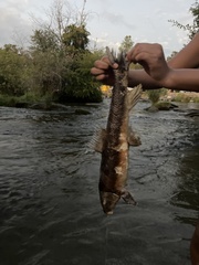Catostomus occidentalis