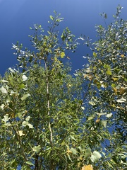 Salix amygdaloides