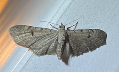 Eupithecia absinthiata