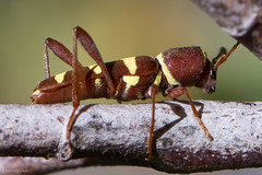 Neoclytus