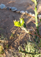 Cylindropuntia leptocaulis