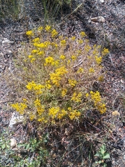 Chrysothamnus viscidiflorus