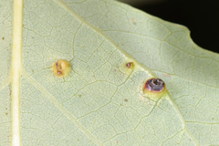 Harmandiola tremulae