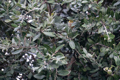 Zosterops lateralis lateralis