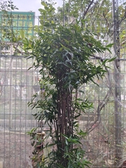 Dracaena surculosa