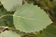 Harmandiola tremulae